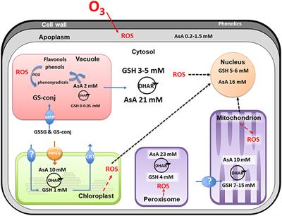 Importance of Detoxification Processes in Ozone Risk Assessment: Need to Integrate the Cellular Compartmentation of Antioxidants?